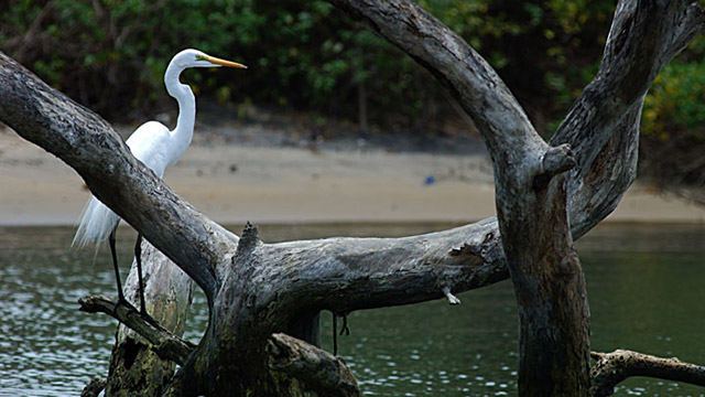 Kadalundi River  Kozhikode