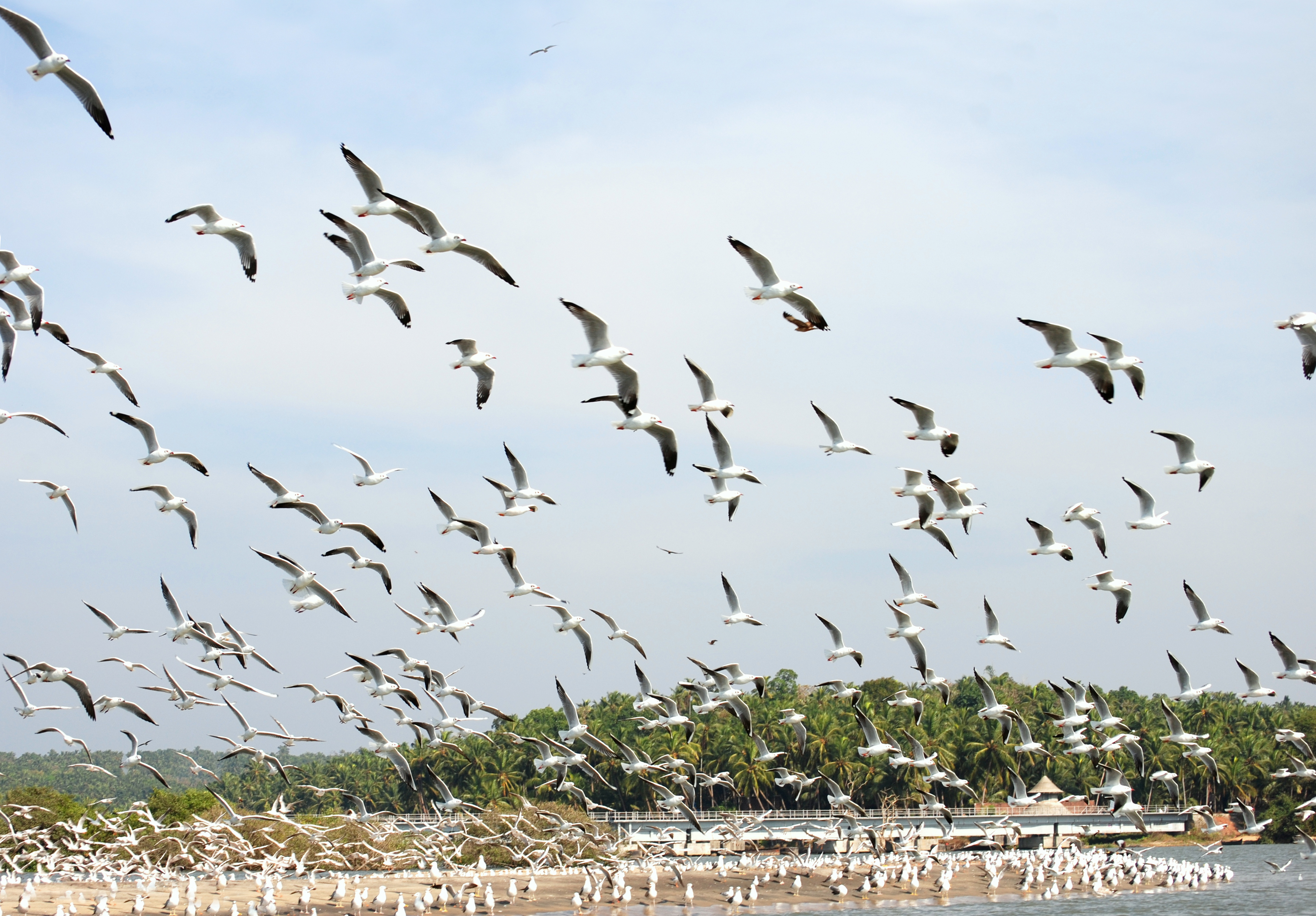 Kadalundi Bird Sanctuary Kozhikode attractions