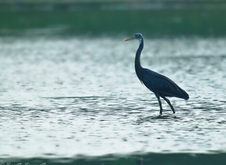 Kadalundi Bird Sanctuary Kozhikode Transpotation