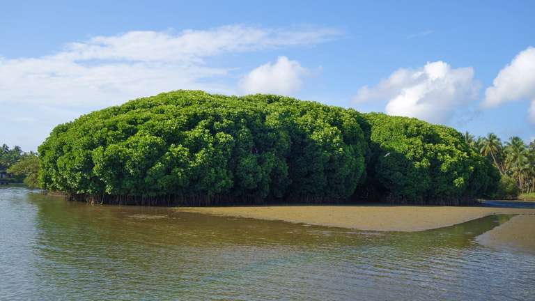 Kadalundi Bird Sanctuary Kozhikode entry details