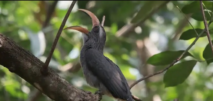 Kadalundi Bird Sanctuary Kozhikode view