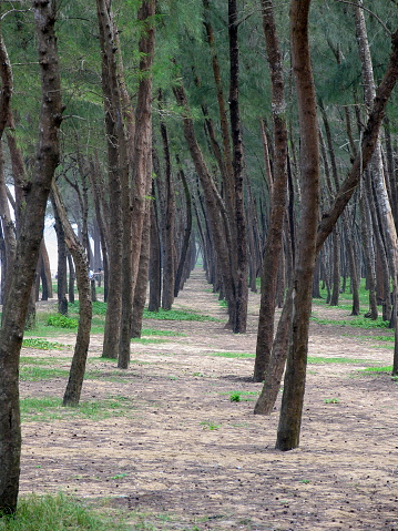 Kappad Beach Kozhikode view